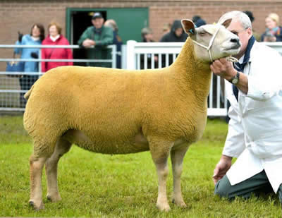 Lindisfarne daughter Edstaston Madison 12TG00162 Daughter 13TG00162